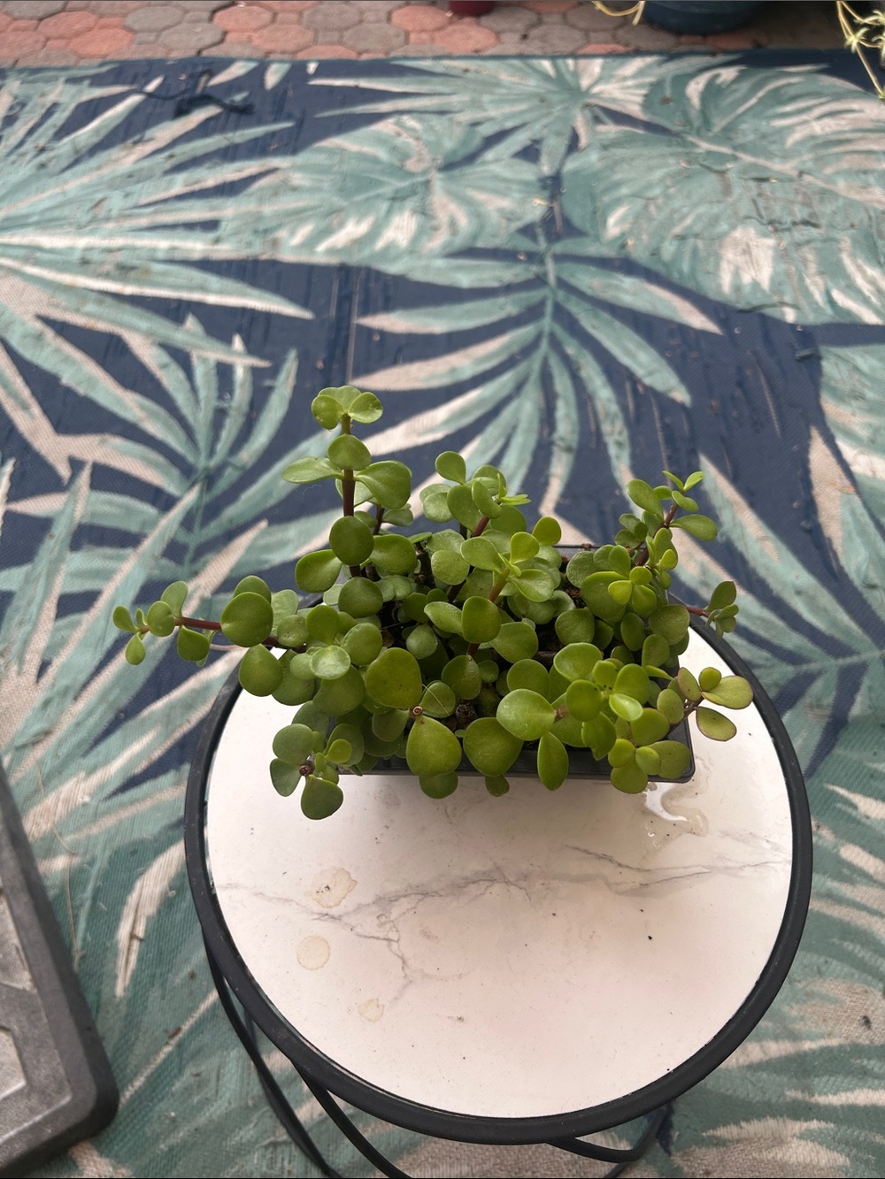 Green Peperomia Portable Planter - Home Accents